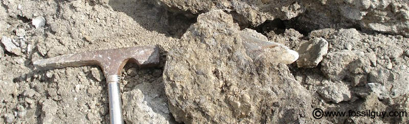 A megalodon tooth still in the rock it was found in.