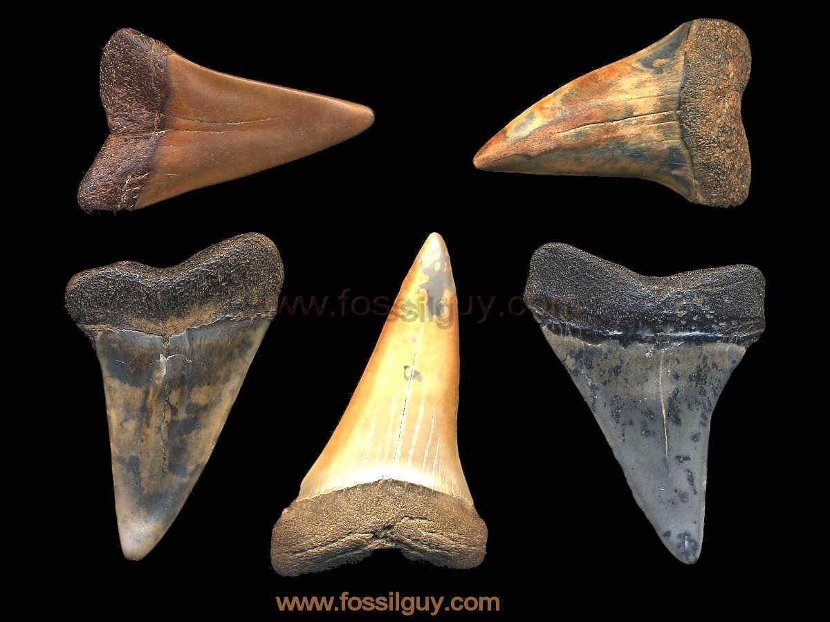 : Why are fossil shark teeth different colors? An explanation  to Why fossils are different colors.