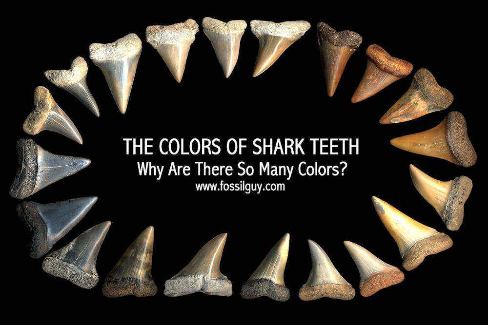 THE COLORS OF FOSSIL SHARK TEETH