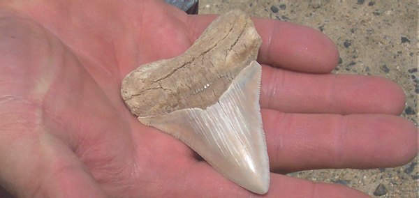 A white megalodon tooth. The color has been leached out of it by ground water