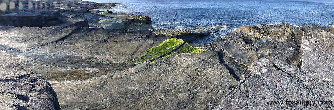 Ancient Tetrapod Trackway - Valentia Island, Ireland