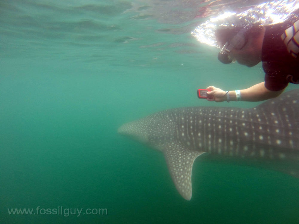 Swimming with a Whale Shark at La Paz.