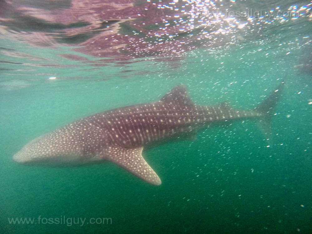 Swimming with a Whale Shark at La Paz.
