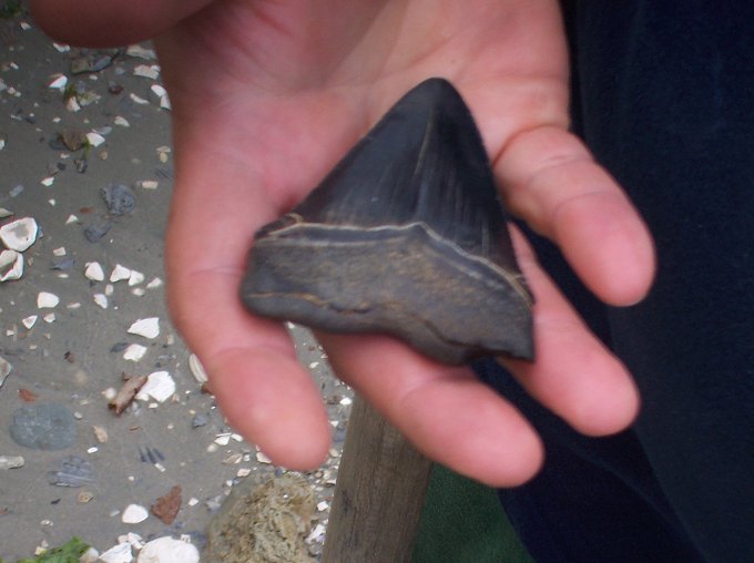 This is the nice 3 7/8 inch Choptank megalodon that Paul found.