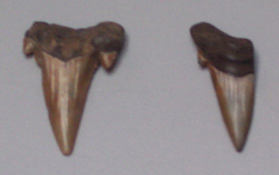 These are some of the transitional teeth that Paleoscan found.  These are apparently part otodus and part auriculatus.  This picture is a little blurry, but the serrations only go 1/2 way up the blade, and they are not pathological!.