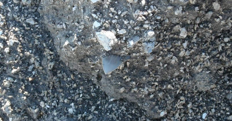 This would have been a nice megalodon shark tooth, Unfortunately, it's only a partial.