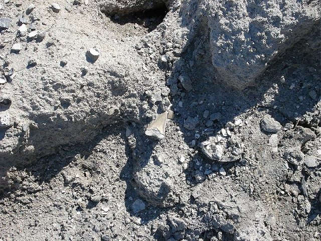 This is the 2.75 inch C. plicatilis white shark just laying on a pedistal.  There were footprints all around it.