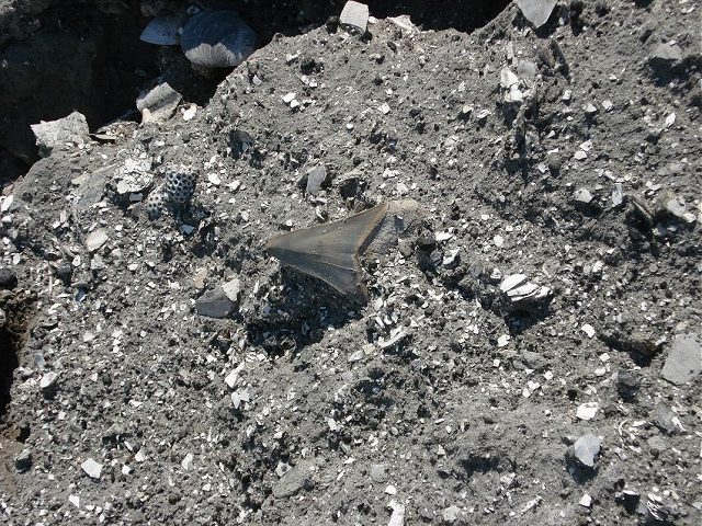 Megalodon shark tooth as found