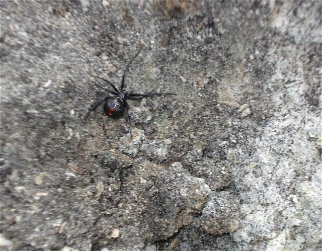Here is an other hazard of the mine.  Black Widow spiders.  Watch where you put your hands while climbing up ridges! I almost put my hand on this one.