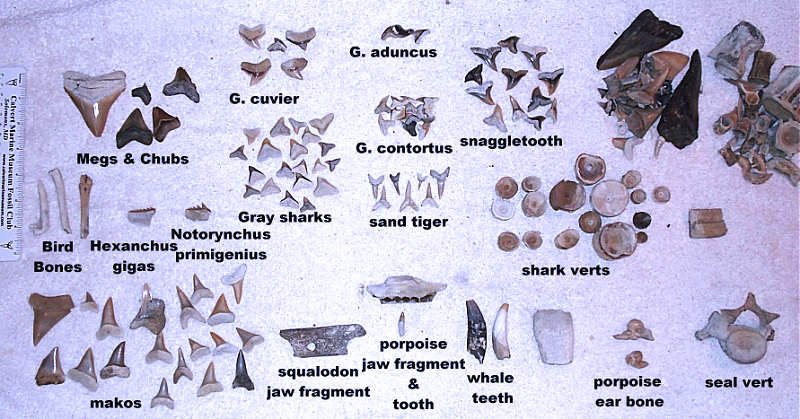 Here are most of the finds (minus the meg in matrix).