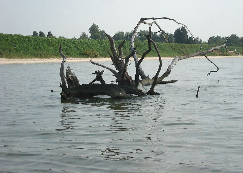 Driftwood poses a hazard for small craft on the potomac.