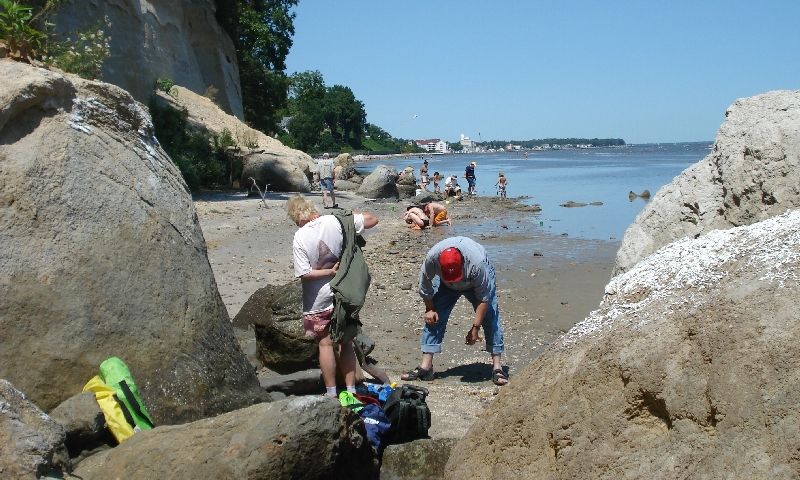 Cathy Young from Mid-Atlantic Fossil and Nature Adventures with a group fossil hunting along the Calvert Cliffs.