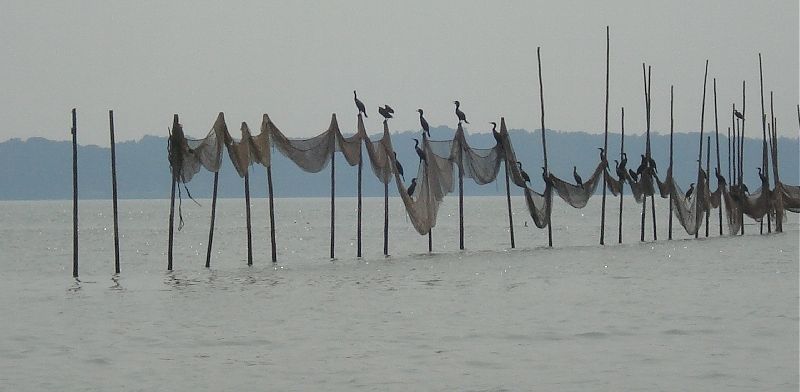 A flock of Cormorants on a pound net