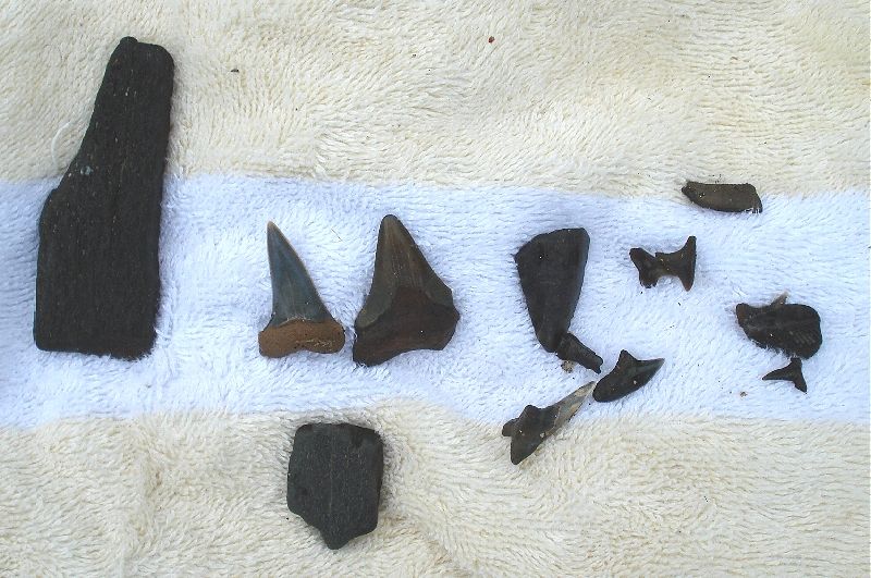 These are a few of Larry's finds.  Among them lies a decent extinct white shark, C. hastalis..