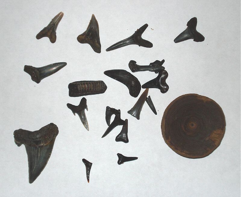These are some of Paleoscans fossil finds.  Notice the Otodus looking tooth. It is actually a transitional.
It has small serrations running halfway up the blade.