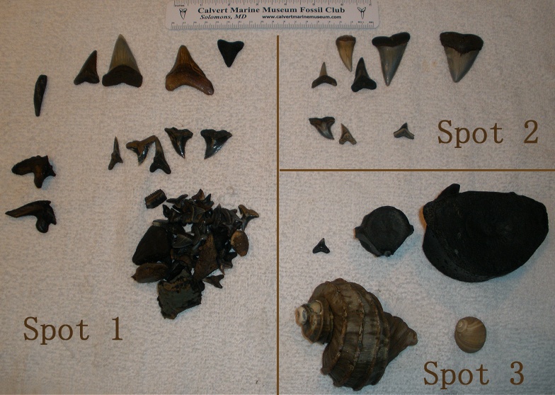 These are the finds for the trip.  Not shown here are the associated Tarpon vertebra.