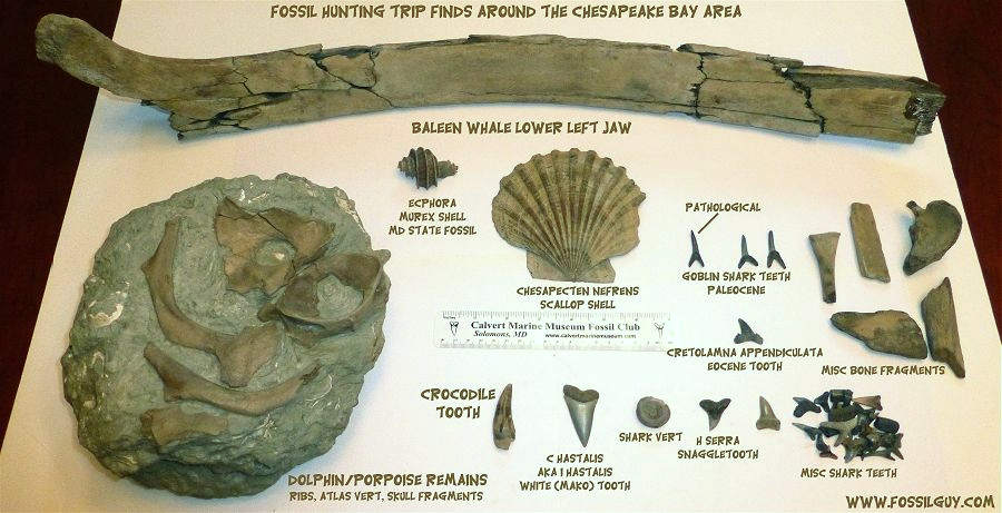 Fossilguy.com: Finding Whale Fossils along the Calvert Cliffs