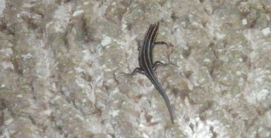 A common five-lined skink.  They are small, hard to spot, and hard to take pictures of!