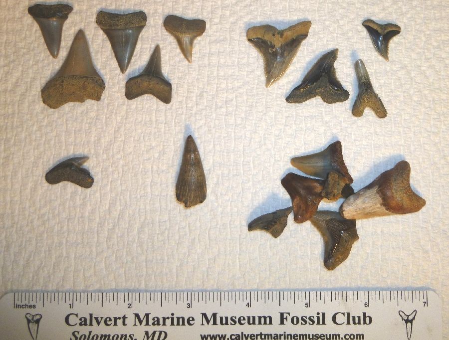 I forgot these few fossils in the jet ski, so they weren't included in the first image.
