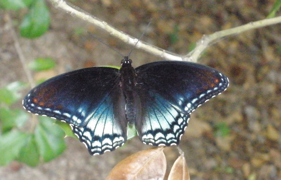  Here a Red Spotted Purple Butterfly poses on a twig.