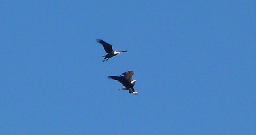 Some female Bald Eagles at play. This was taken with a point and shoot camera, so the quality isn't too great!