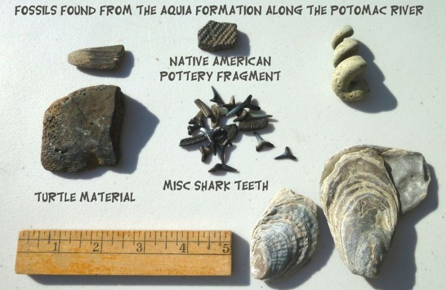 The paleocene Shark Teeth Fossils found along the potomac river
