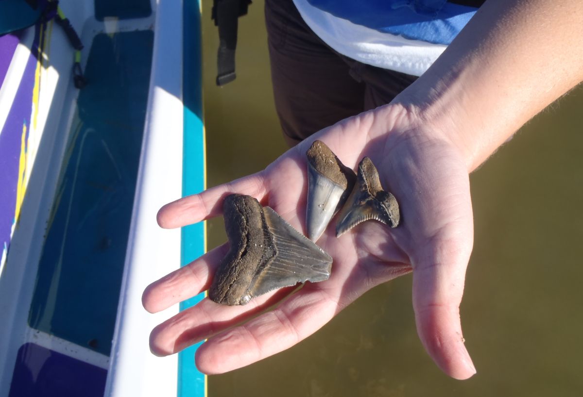 Here are some of the larger shark teeth fossils that were found at the Calvert formation