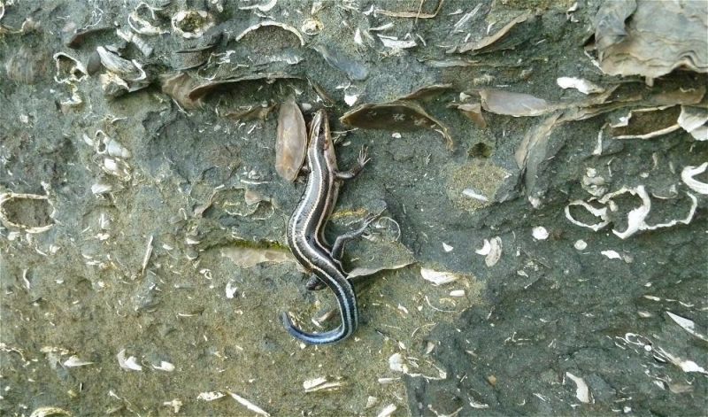 This is a Southeastern Five-lined Skink (a.k.a. Eastern Five-striped Skink / Common Five-lined Skink ) clinging onto the Aquia formation.