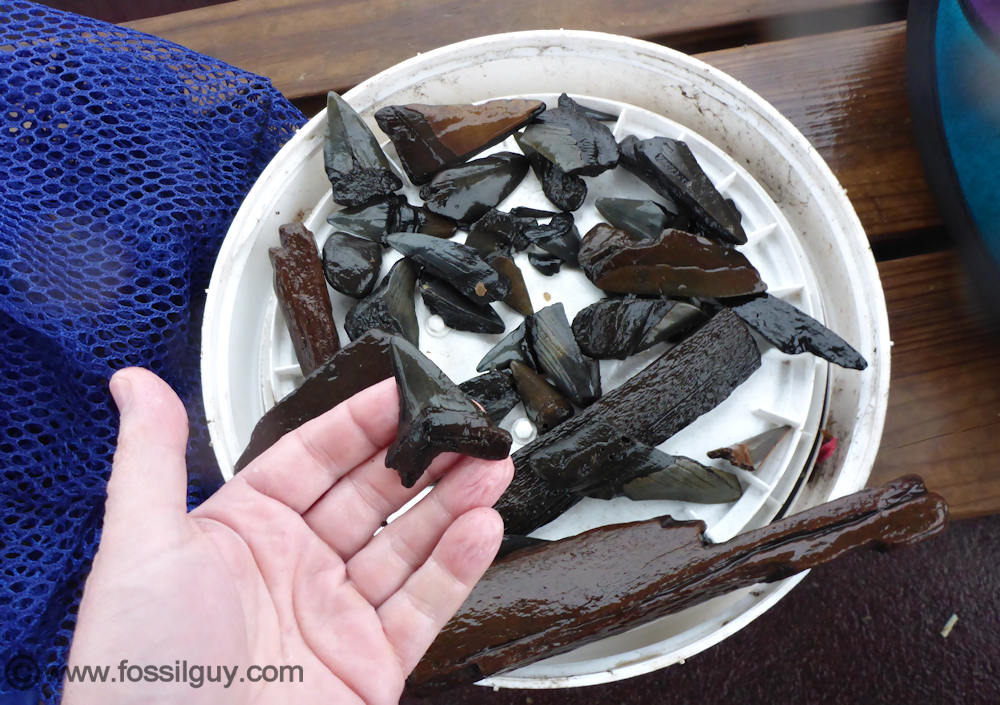 some of the fossil shark teeth found while diving 