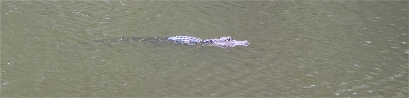 This small alligator is crusing the river.