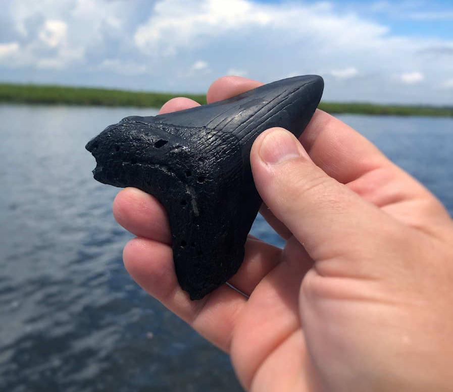 Fossil Shark Tooth Diving: Cooper River, SC