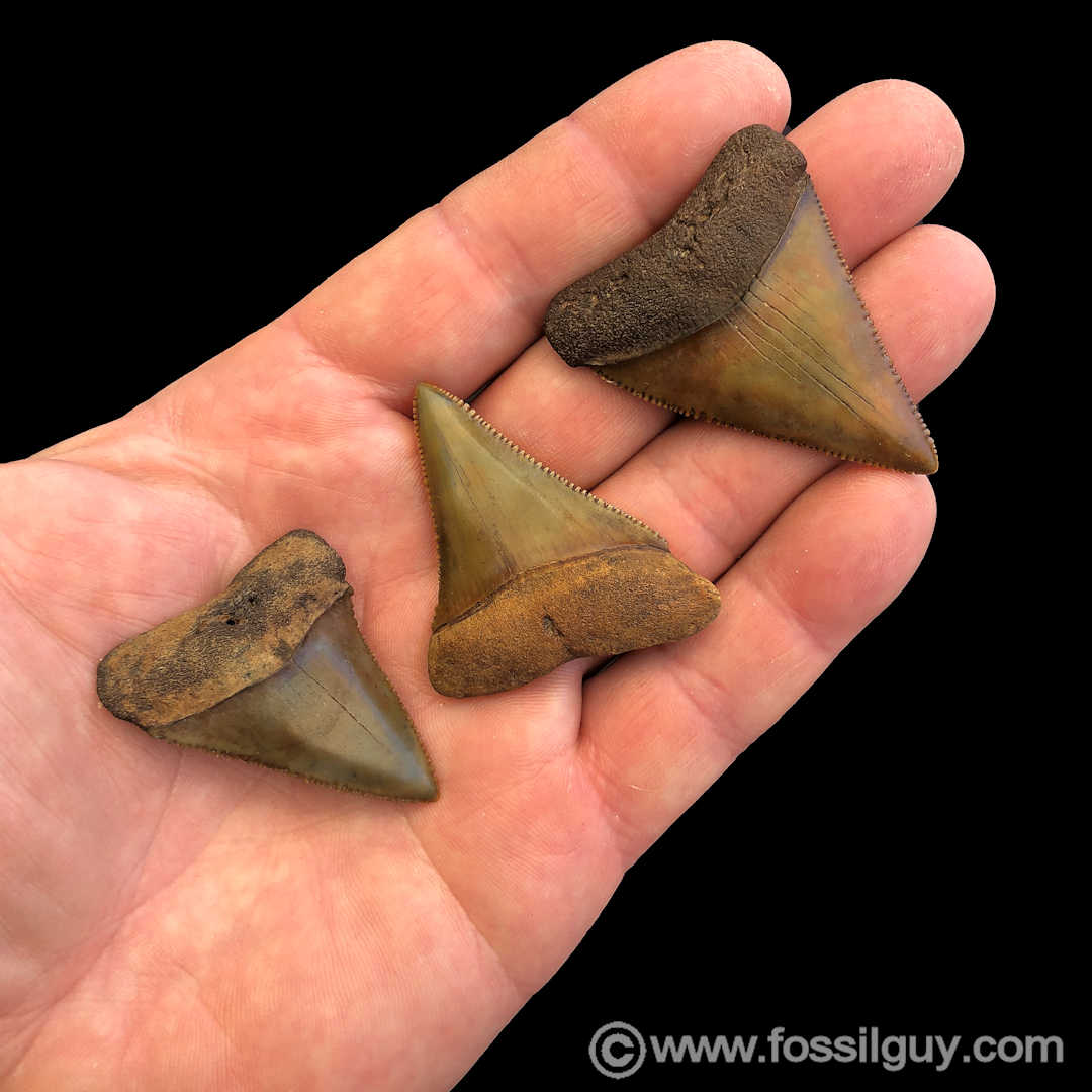 Three perfect Great White shark teeth from the dive trip.  They are all between 1.75 and 2 inches, but all razor sharp.