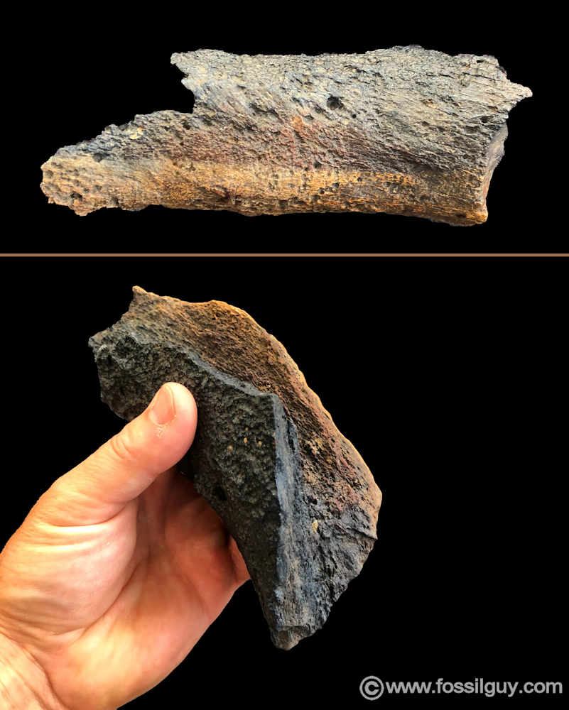 This is a piece of large land mammal femur.  Based on the size and thickness, it might be part of a Mastodon femur. 