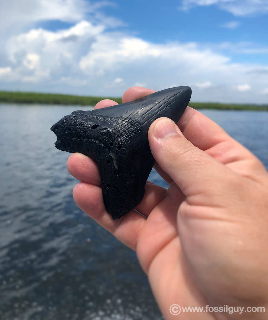 A 3.75 inch megalodon tooth found while diving.