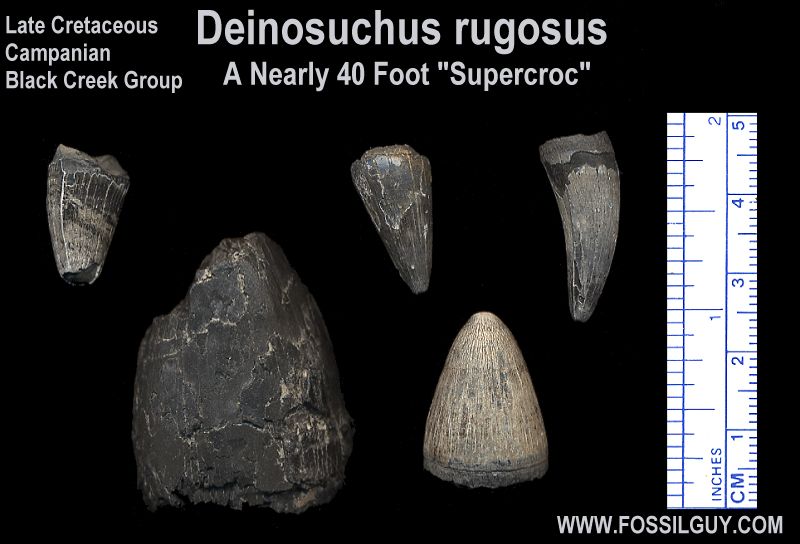 These are some of the Deinosuchus rugosus supercroc teeth found.