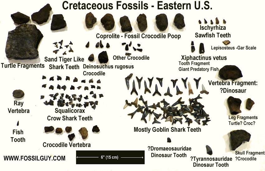 These are the fossils I kept from the trip. As you can see, most of the fossils are Goblin shark and Crow shark teeth.