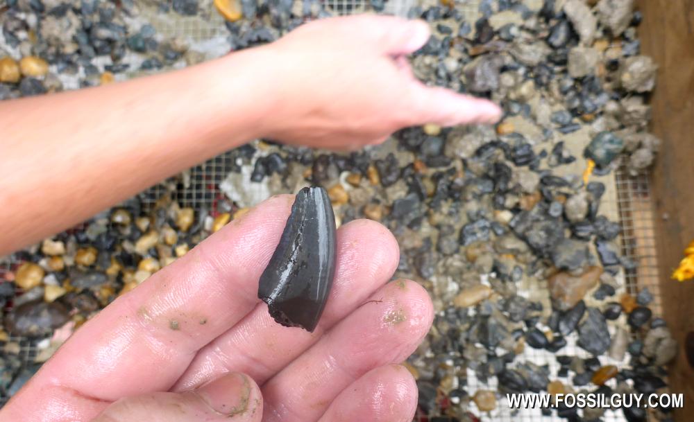 A Tyrannosaurid Dinosaur tooth fossil found while sifting