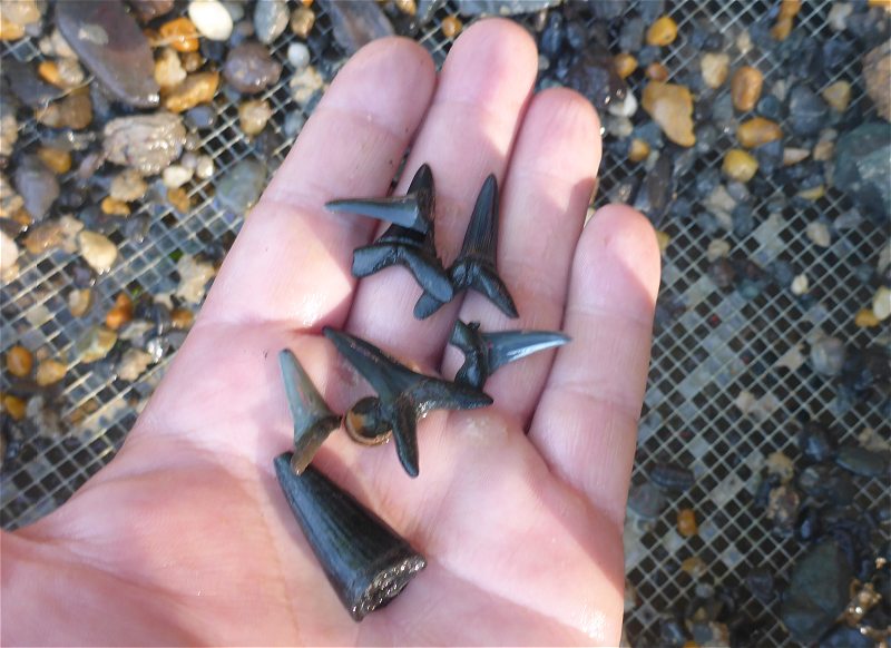 Most of the fossils found while sifting are shark teeth, some crocodile teeth are also found.