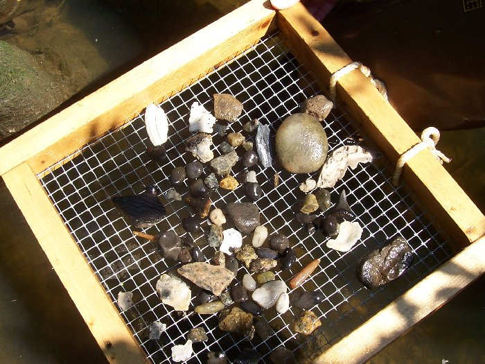 great white shark tooth