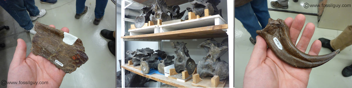 holotype specimens at the Carnegie Museum of Natural History (CMNH).