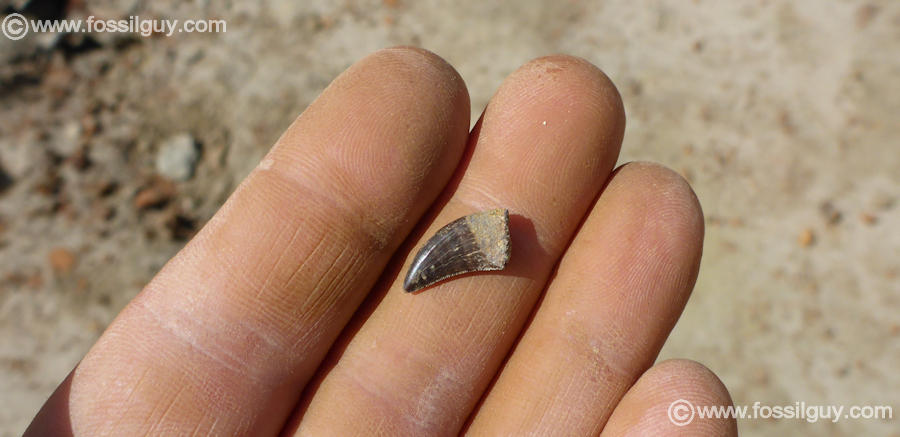 Acheroraptor Dinosaur Tooth When Found
<br> Touch the X or outside the image to close.
