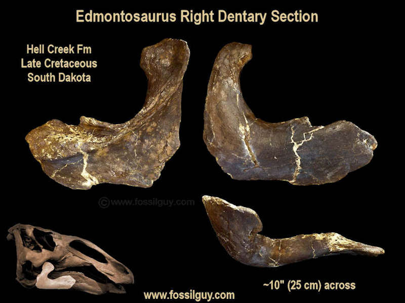 Edmontosaurus jaw section prepped.