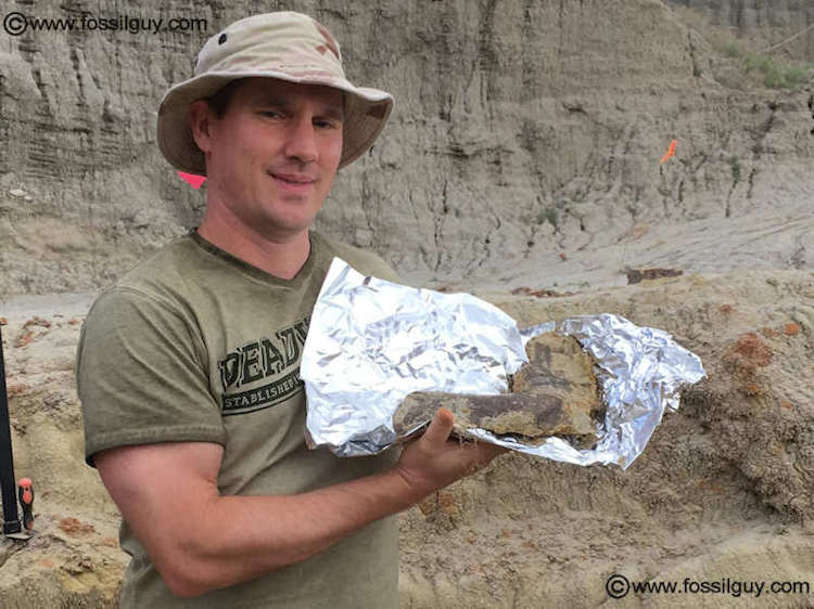 Edmontosaurus jaw section after being excavated.