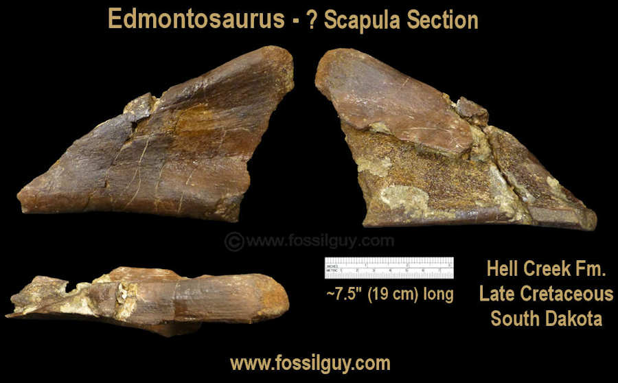 An Edmontosaurus scapula section after being prepped.