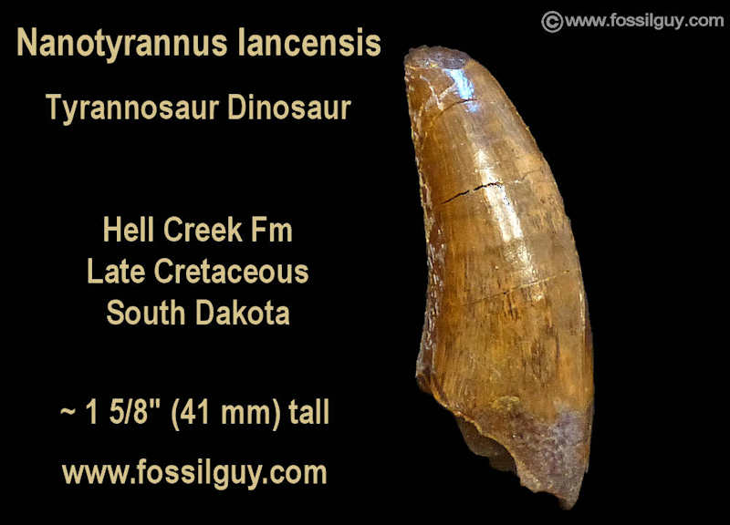 The Nanotyrannus tooth after being prepped.