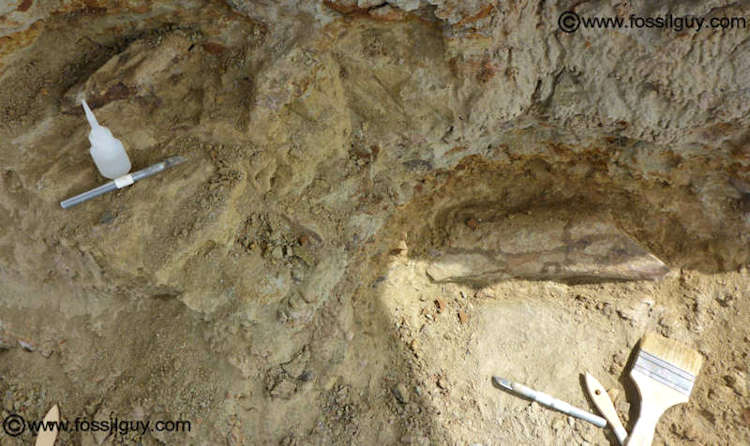 This image has a Triceratops Femur section and Frill
 fragment near the bottom left and an Edmontosaurus bone piece near the top left of the image.
