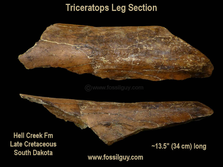 The Triceratops Femur section after being prepped.