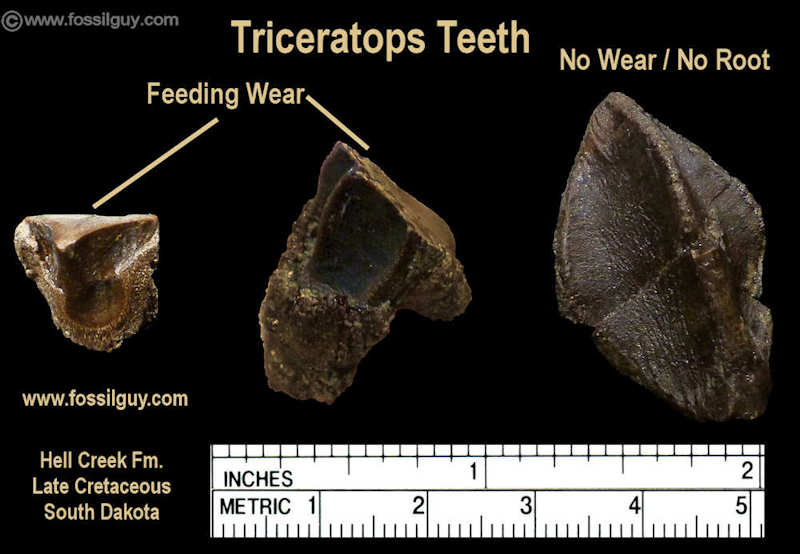 Larger Triceratops Teeth that were found.