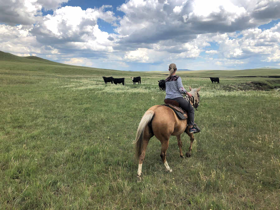 While out west, one might as well go to Montana to a working cattle ranch and herd cattle!