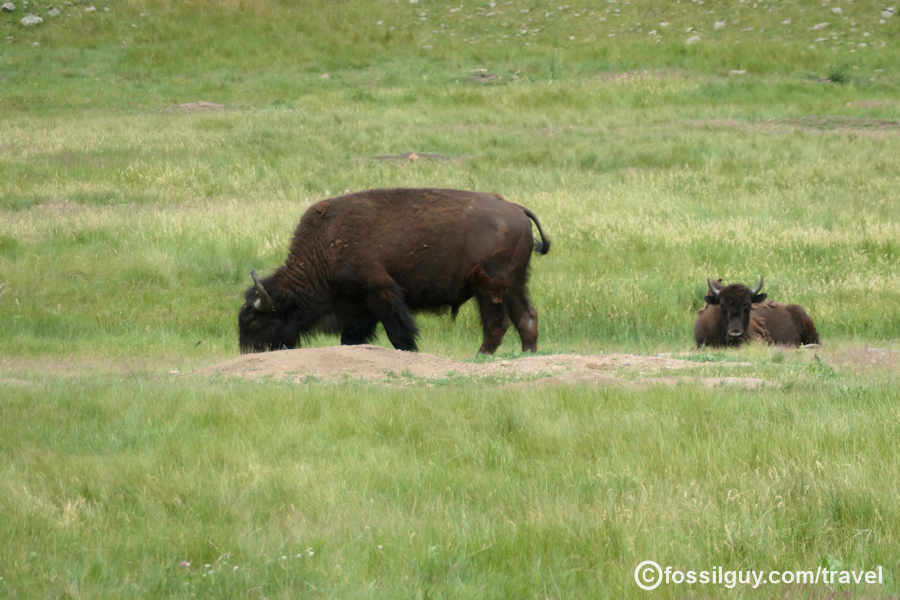 Custer Park in the southern Black Hills has a large free-roaming herd of buffalo.